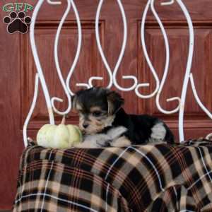 Galina, Morkie / Yorktese Puppy